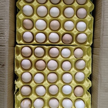 散养的土鸡蛋