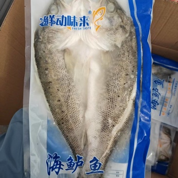 三去鲈鱼/开背鲈鱼/功夫鲈鱼三种规格鲈鱼到货山东