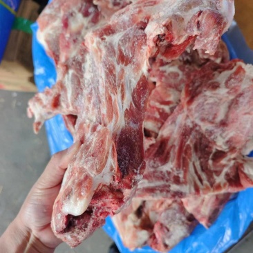 猪胫骨
