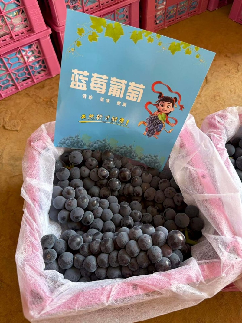夏黑