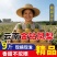 云南凤梨-菠萝-一件代发包售后日发万单对接各大电商平台！