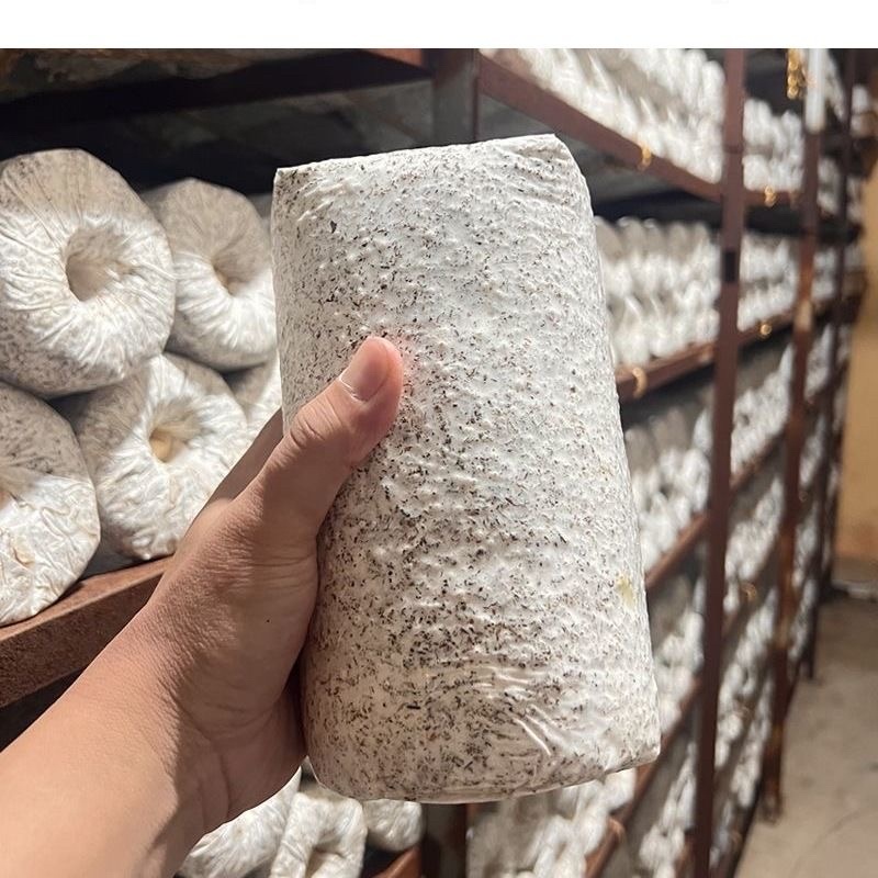 红松茸菌种
