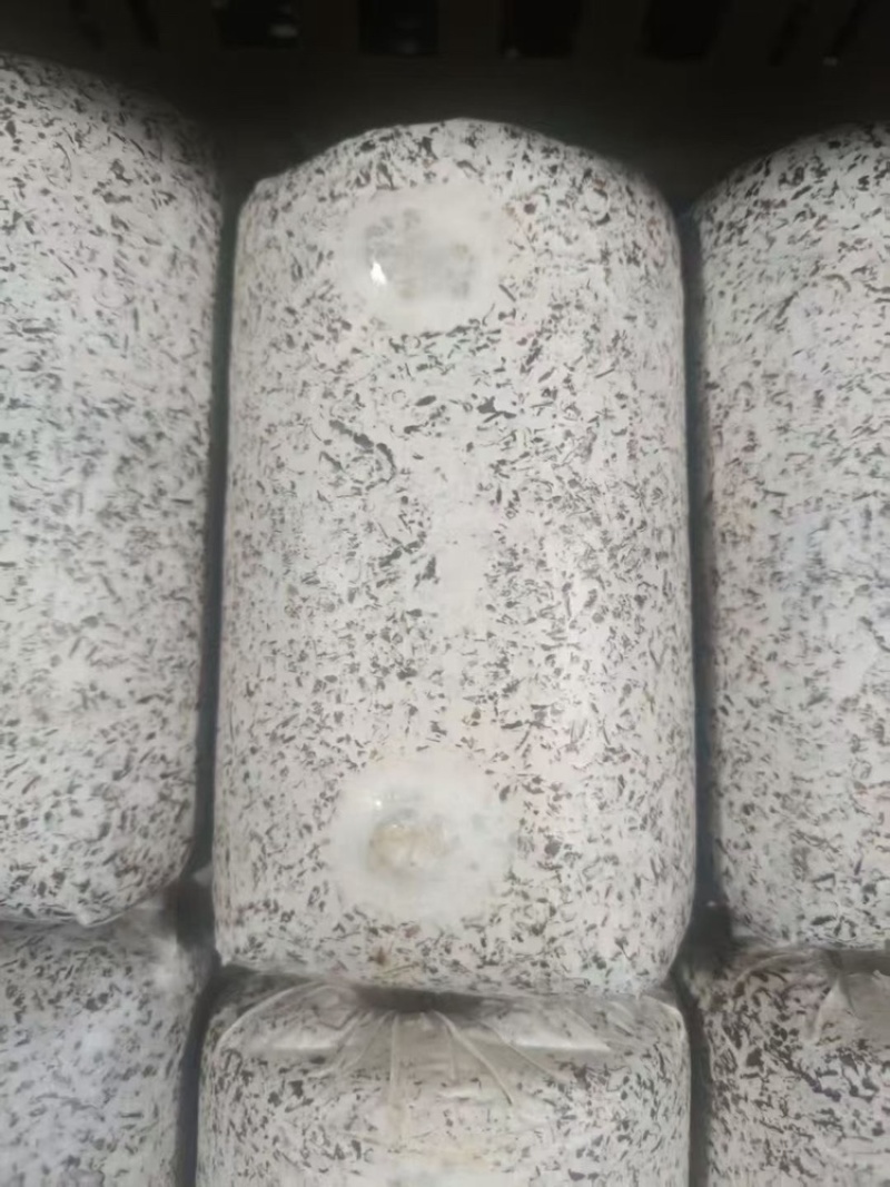 红松茸菌种
