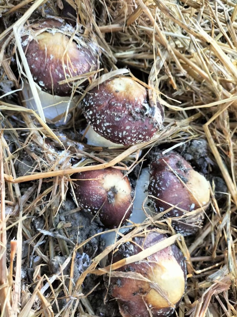 红松茸菌种