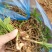 2年露天中宽叶紫花白芨苗，基地直供，现起现发