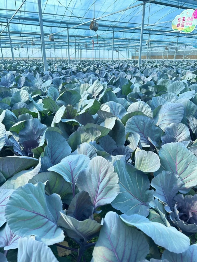 合肥紫甘蓝、大量上市