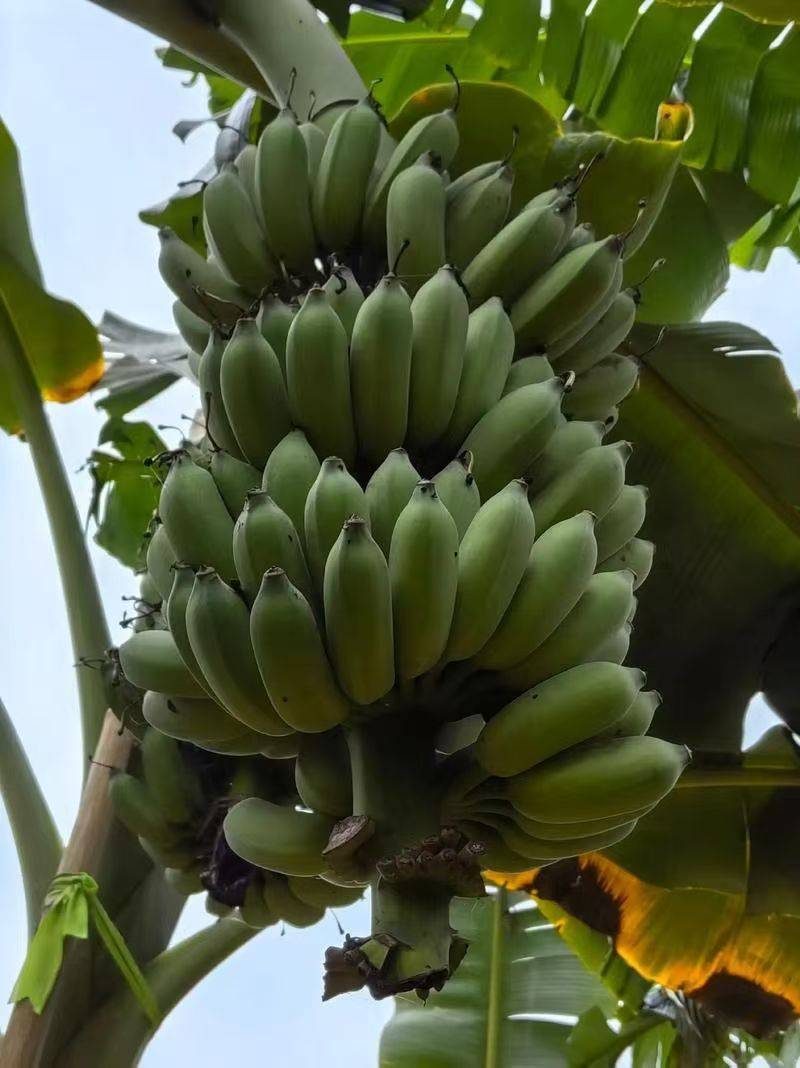 云南红河县芭蕉
