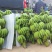 云南红河县芭蕉