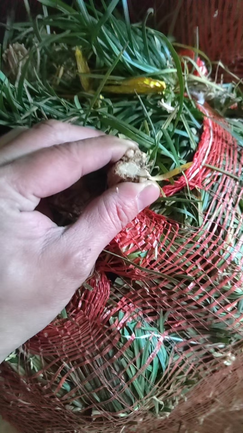 麦冬种苗产地直供量大从优对接全国欢迎采购