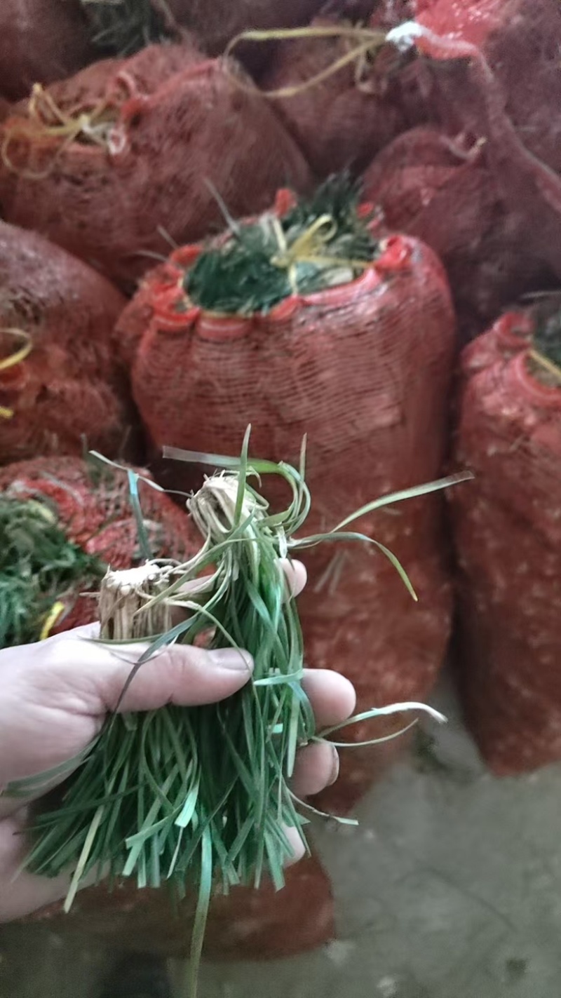 麦冬种苗产地直供量大从优对接全国欢迎采购