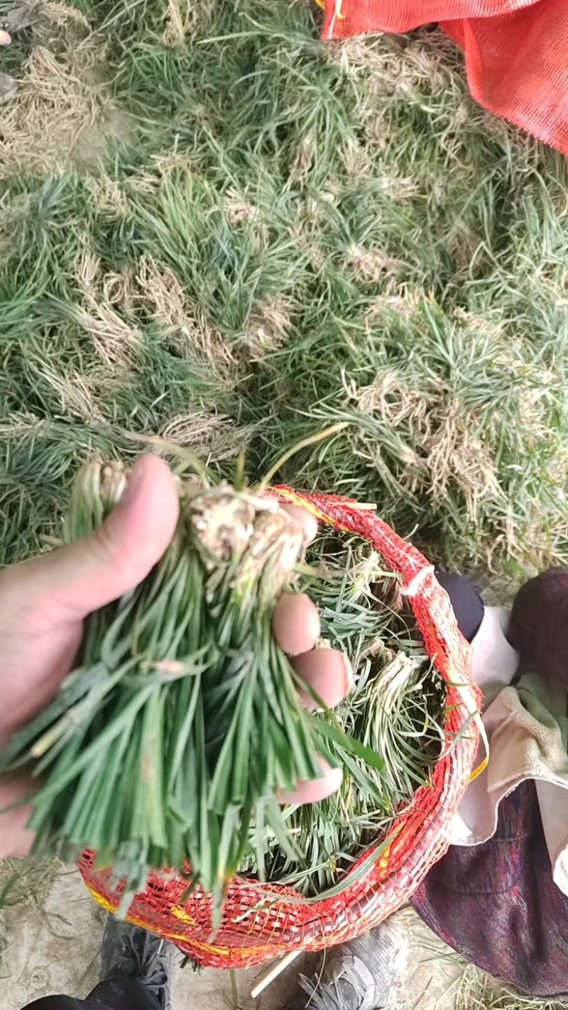 麦冬种苗产地直供量大从优对接全国欢迎采购