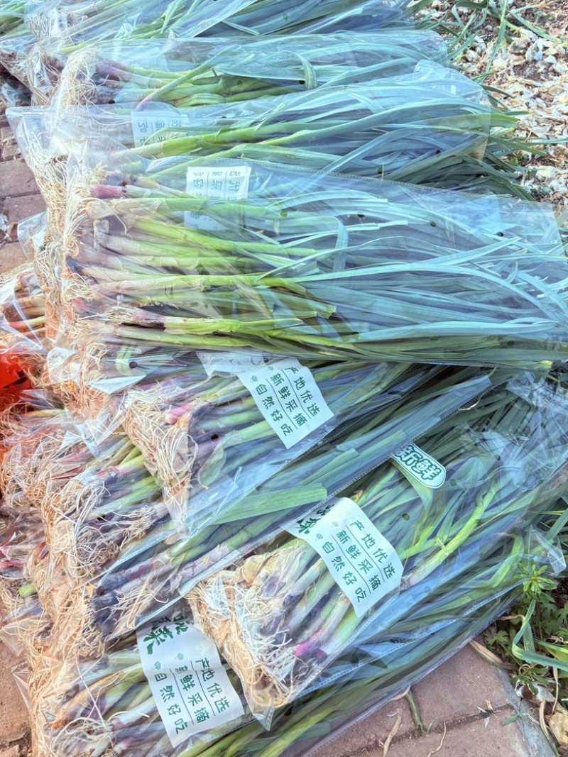 合肥庐阳区三十岗红皮大蒜叶