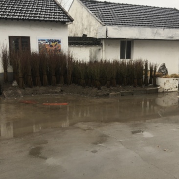 锦绣黄桃树苗