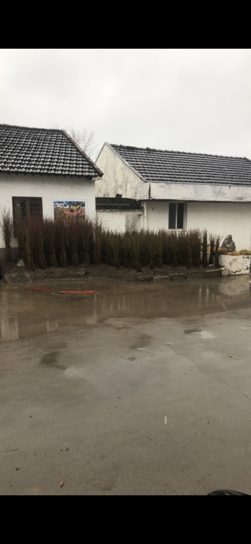 锦绣黄桃树苗