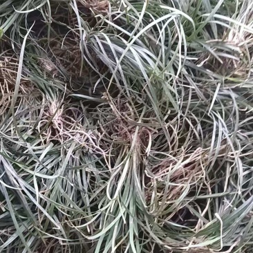 麦冬苗绿化苗