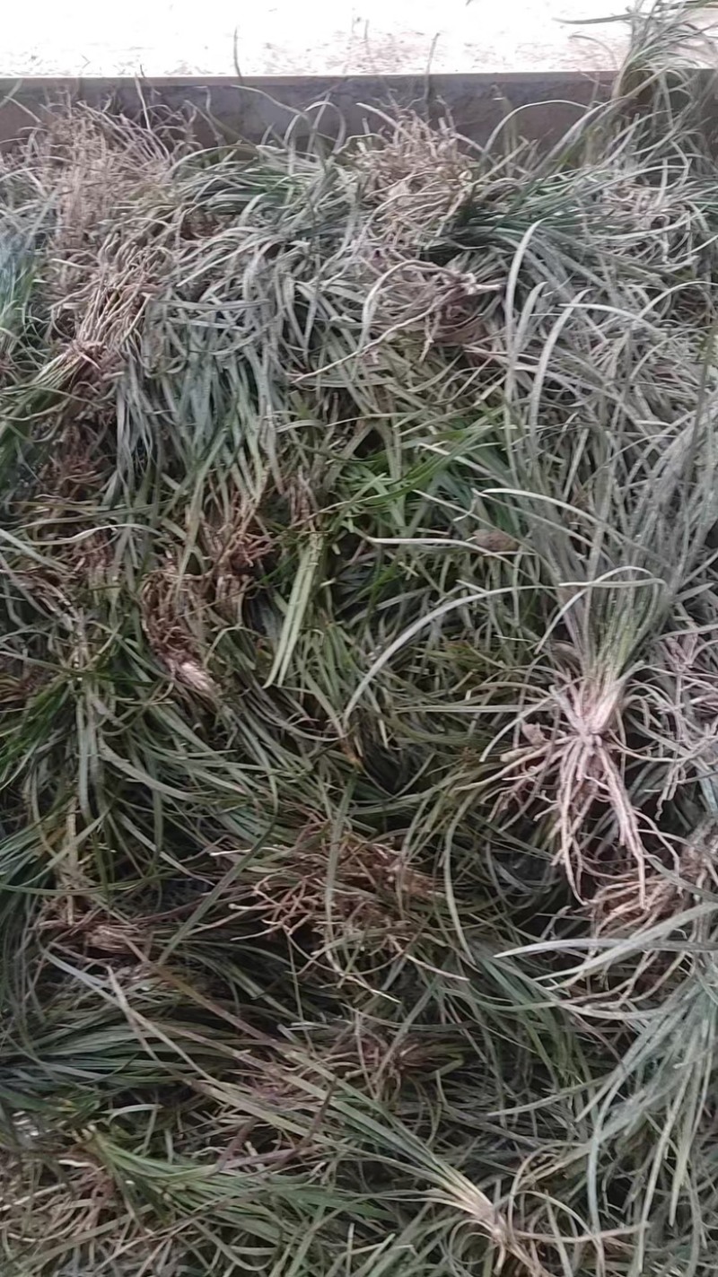 麦冬苗绿化苗