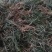 麦冬苗绿化苗
