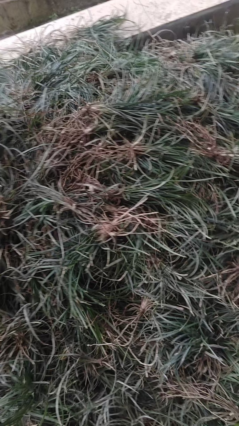 麦冬苗绿化苗
