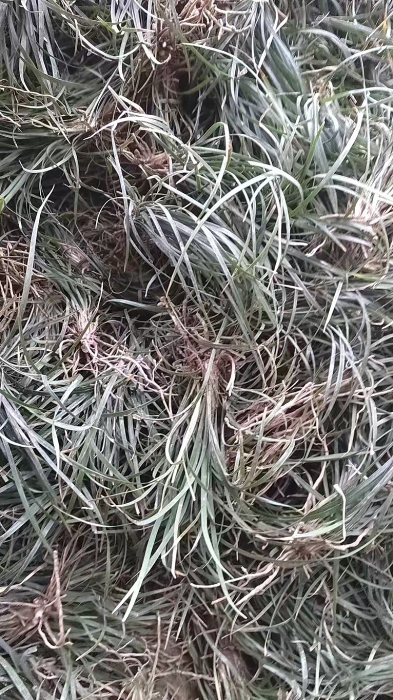 麦冬苗绿化苗