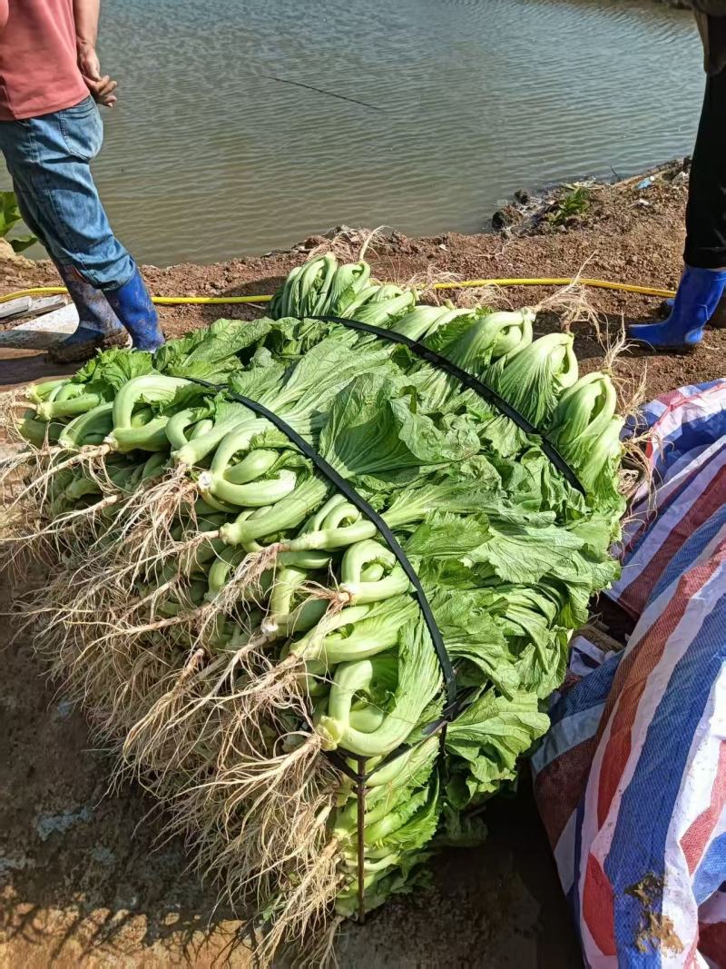 水东芥菜，黄沙土地海边有机种植，量大质优可视频看货