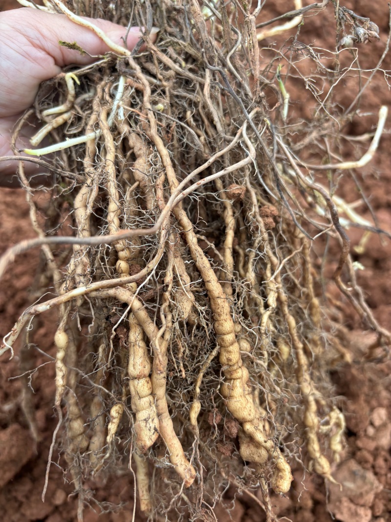 江西道地粉防己一年苗，品质保证，大量上市，基地直发