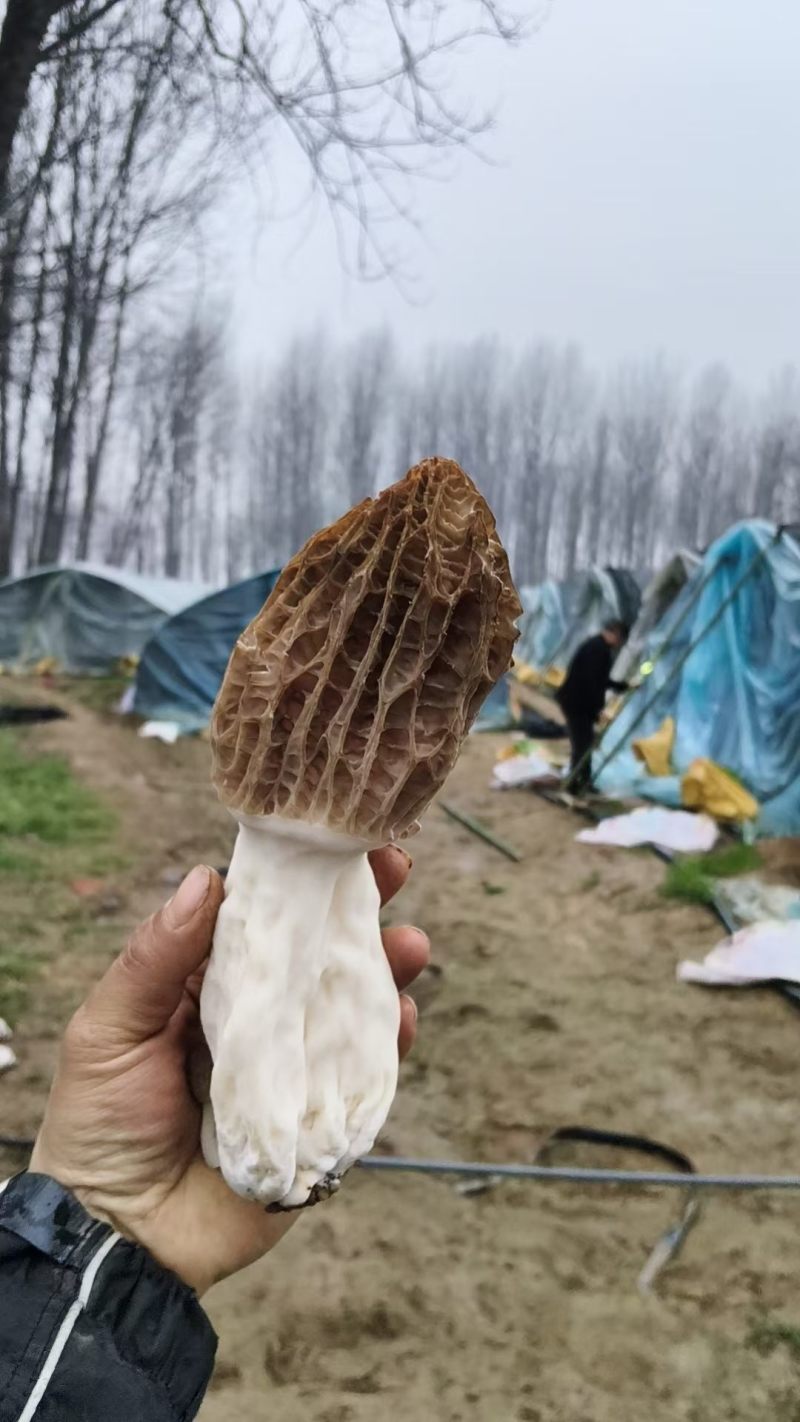 泌阳羊肚菌