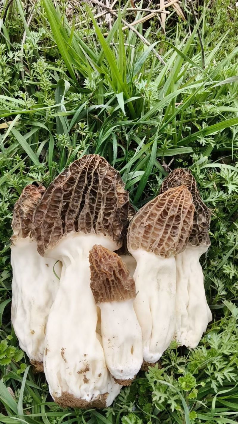 泌阳羊肚菌