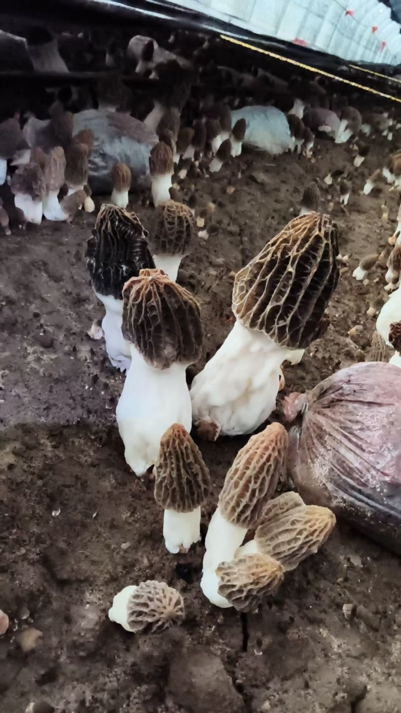 泌阳羊肚菌