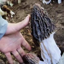 泌阳羊肚菌