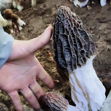 泌阳羊肚菌