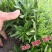 高钙菜苗救心菜（三七）一年新苗