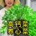 高钙菜苗救心菜（三七）一年新苗