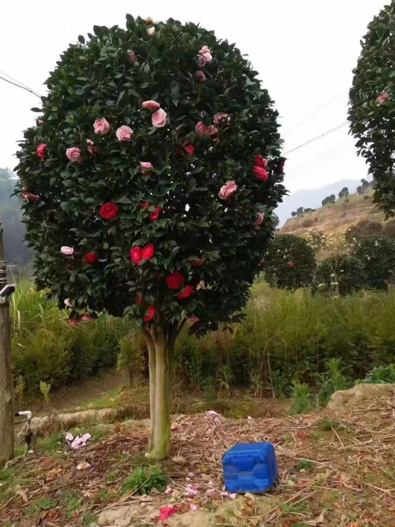 精品大茶花
