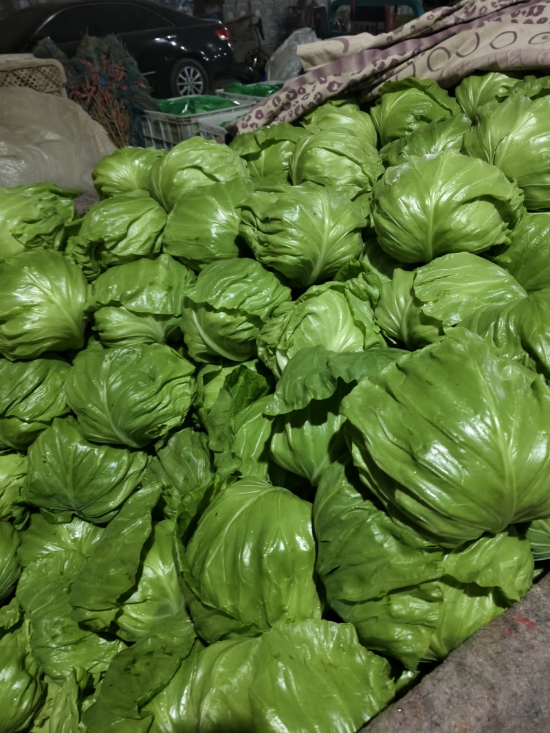 软甘蓝