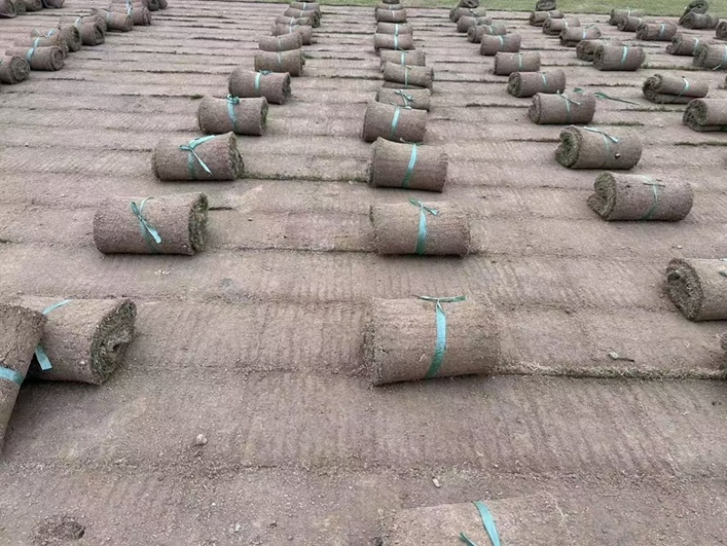 海南海口基地草坪草皮批发大叶油草台湾草皮马尼拉
