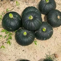 精品贝贝瓜产地一手货源全国发货量大价优欢迎随时联系
