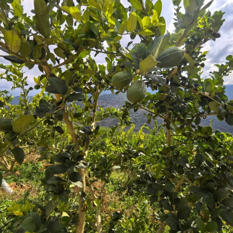 广东香水柠檬基地