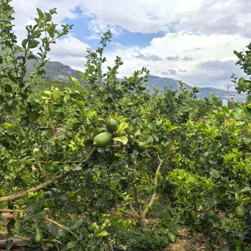 广东香水柠檬基地