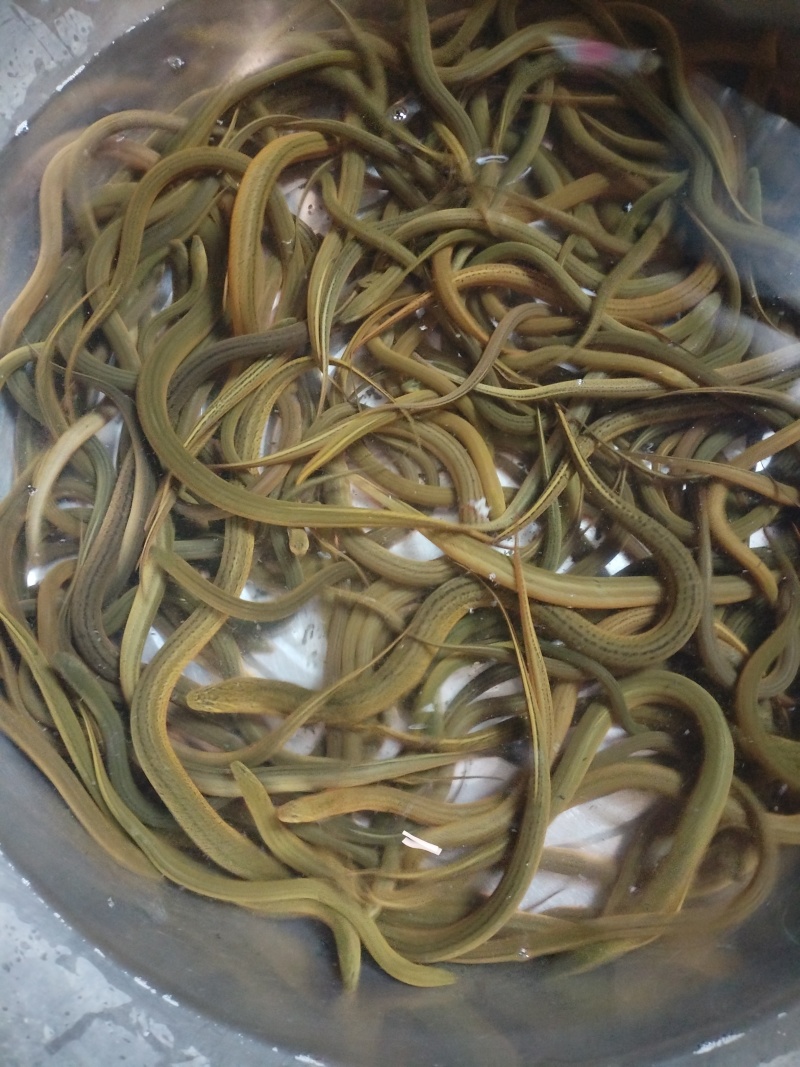 黄鳝