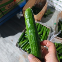 水果黄瓜大量上新