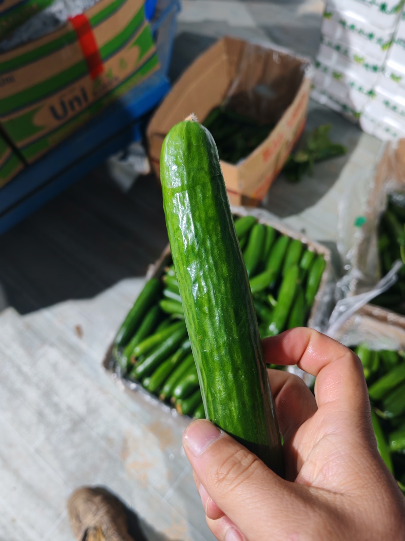 水果黄瓜大量上新