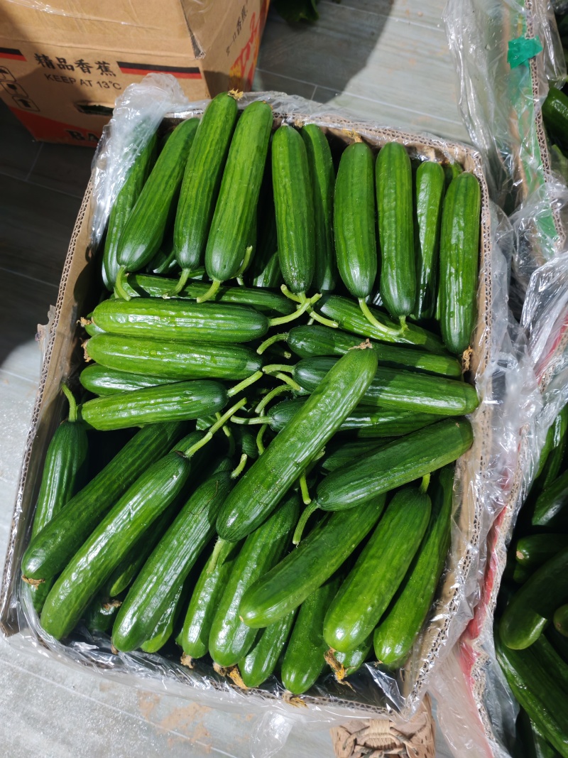 水果黄瓜大量上新