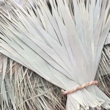 白洋淀野生干芦苇叶