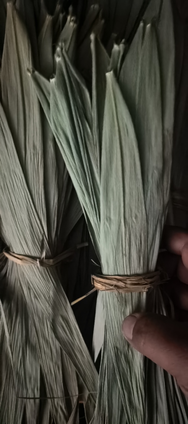 白洋淀野生干芦苇叶