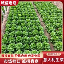 【产地直发】河南安阳内黄意大利生菜大量上市欢迎来电