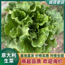 【推荐】精品意大利生菜产地直发可发全国电商市场超市