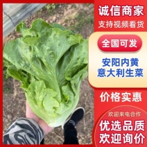 【热销中】生菜意大利生菜量大从优欢迎联系