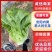 【热销中】生菜意大利生菜量大从优欢迎联系