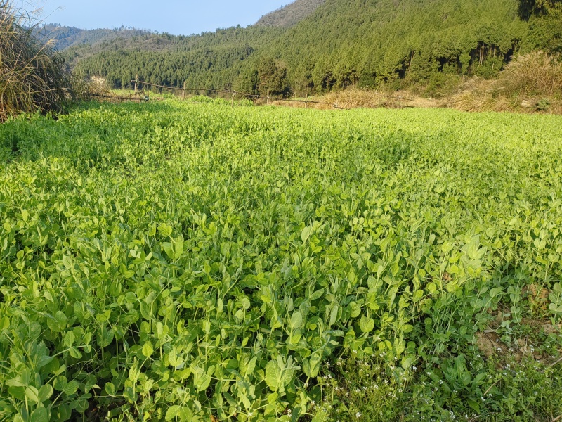 豌豆尖