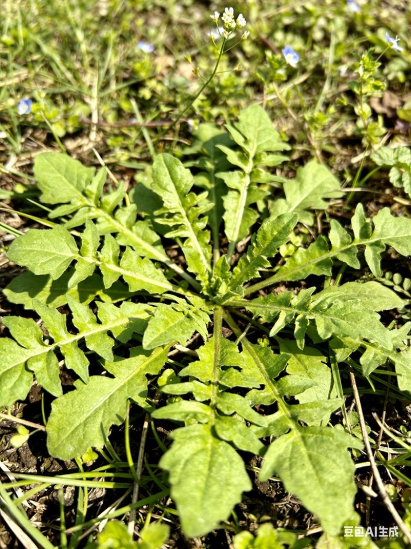 江苏南通野生荠菜人工挑拣净菜新鲜现挖
